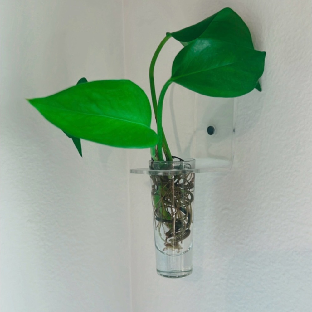 Shot glass propagation wall prop